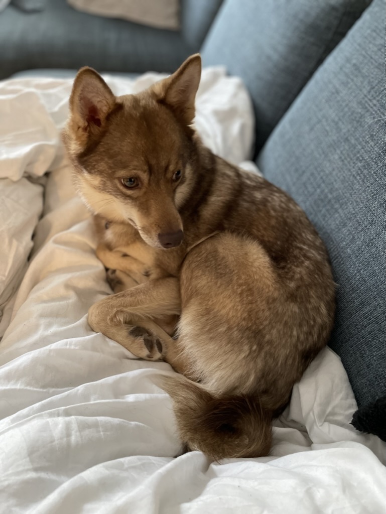 An image of a cute dog